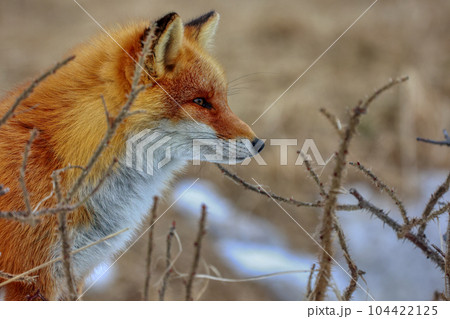 北海道 野付半島 きつね 狐 北海道 野付半島 きつね 狐 104422125