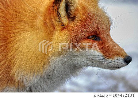 北海道　野付半島　きつね　狐 104422131