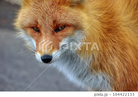北海道 野付半島 きつね 狐 北海道 野付半島 きつね 狐 104422133