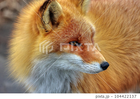 北海道 野付半島 きつね 狐 北海道 野付半島 きつね 狐 104422137