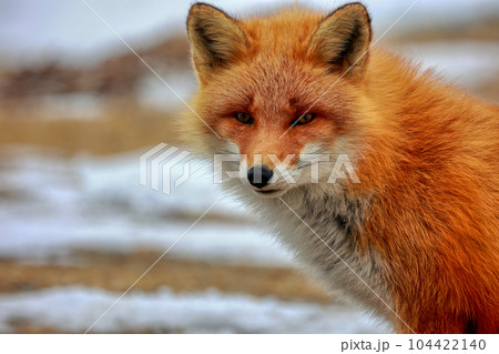 北海道　野付半島　きつね　狐 104422140