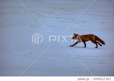 北海道 野付半島 きつね 狐 北海道 野付半島 きつね 狐 104422161