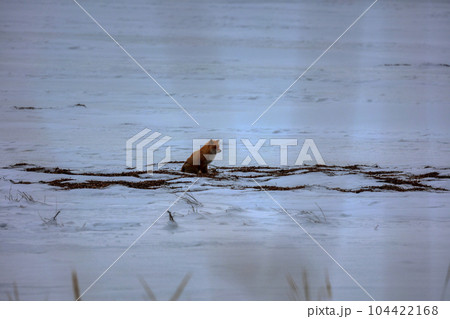 北海道 野付半島 きつね 狐 北海道 野付半島 きつね 狐 104422168