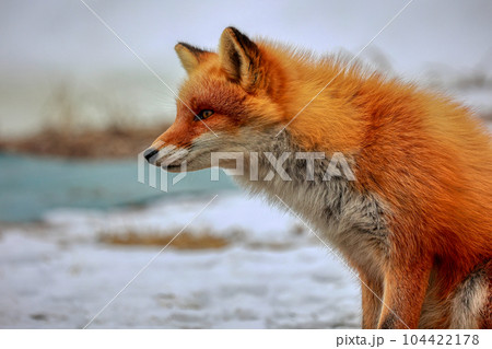 北海道 野付半島 きつね 狐 北海道 野付半島 きつね 狐 104422178