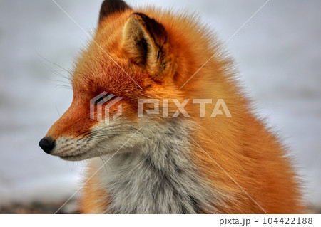 北海道　野付半島　きつね　狐 104422188