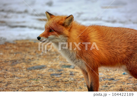 北海道　野付半島　きつね　狐 104422189