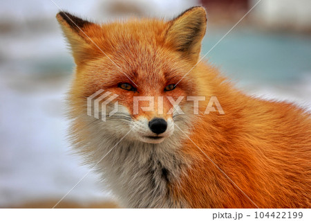 北海道 野付半島 きつね 狐 北海道 野付半島 きつね 狐 104422199