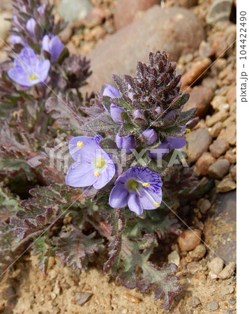 北海道釧路町尻羽岬のキクバクワガタ 104422490