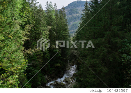 Narrow trail leading to green trees with river water stream in forest on sunny day. Dark empty mysterious alley through the green deciduous trees. Idyllic landscape. Woodland Narrow trail leading to green trees with river water stream in forest on sunny day. Dark empty mysterious alley through the green deciduous trees. Idyllic landscape. Woodland 104422597