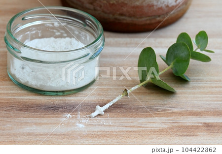 Cutting of eucalyptus and stimulator on stems Cutting of eucalyptus and stimulator on stems 104422862