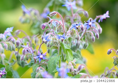 Borage, lat Borago officinalis, flowers in bloom Borage, lat Borago officinalis, flowers in bloom 104422866