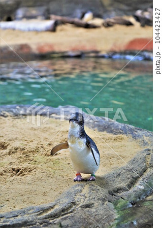 フェアリーペンギン 104423427