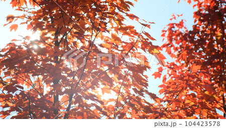 Orange maple forest in autumn morning sunlight on blue sky. Sun rays break through bright orange-red maples branch, leaves in fall. Sunbeam in sunny nature. Colorful foliage in sun light Orange maple forest in autumn morning sunlight on blue sky. Sun rays break through bright orange-red maples branch, leaves in fall. Sunbeam in sunny nature. Colorful foliage in sun light 104423578