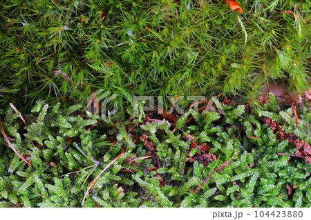 green moss texture 104423880