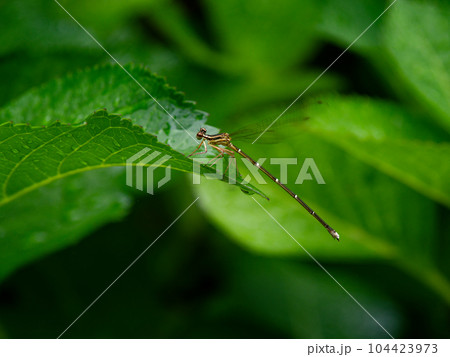 モノサシトンボ科モノサシトンボ成熟♀ モノサシトンボ科モノサシトンボ成熟♀ 104423973