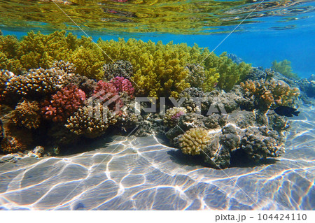 coral reef in Egypt, Makadi Bay coral reef in Egypt, Makadi Bay 104424110