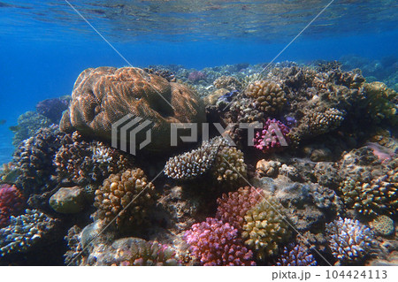 coral reef in Egypt, Makadi Bay 104424113