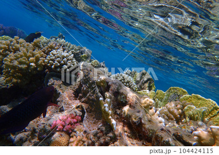 coral reef in Egypt, Makadi Bay coral reef in Egypt, Makadi Bay 104424115