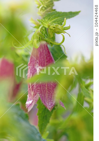 家の周りの草花　四季の色々　紫に輝く藪の乙女　ホタルブクロ 104424468