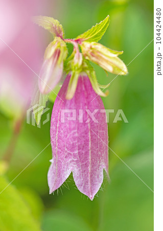 家の周りの草花 四季の色々 紫に輝く藪の乙女 ホタルブクロ 家の周りの草花 四季の色々 紫に輝く藪の乙女 ホタルブクロ 104424480