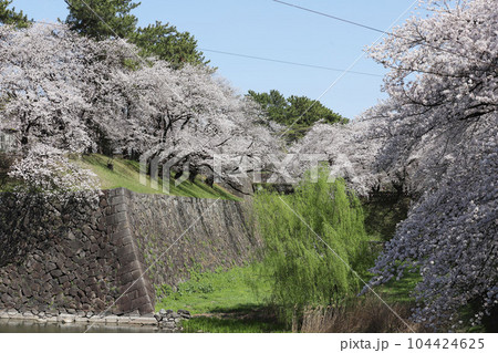 名古屋城 名城公園 桜 愛知県 名古屋城 名城公園 桜 愛知県 104424625