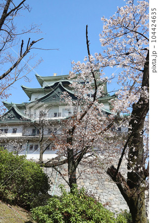 名古屋城 名城公園 桜 愛知県 名古屋城 名城公園 桜 愛知県 104424635