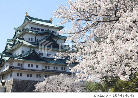 名古屋城 名城公園 桜 愛知県 名古屋城 名城公園 桜 愛知県 104424648