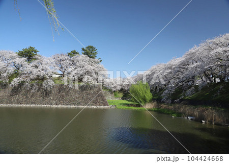 名古屋城 名城公園 桜 愛知県 名古屋城 名城公園 桜 愛知県 104424668