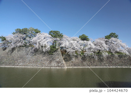 名古屋城 名城公園 桜 愛知県 名古屋城 名城公園 桜 愛知県 104424670