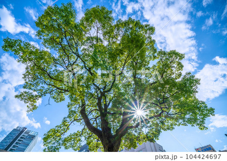 日本の横浜都市景観　新緑と光芒。木の前では旧横浜市役所再開発が始まっている 104424697
