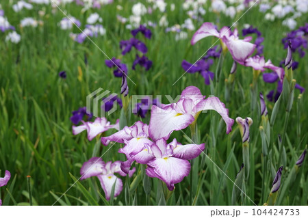 岩国の吉香花菖蒲園 岩国の吉香花菖蒲園 104424733