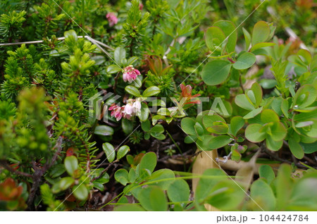緑の中に鐘形の小さい白色の花を咲かせるコケモモ 緑の中に鐘形の小さい白色の花を咲かせるコケモモ 104424784