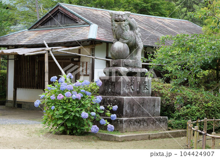 吉香公園のアジサイ 104424907
