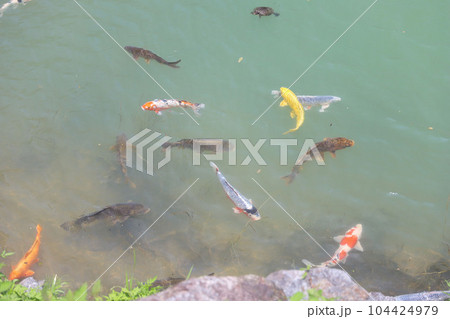 形原温泉　あじさいの里 104424979