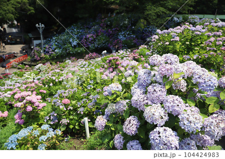 形原温泉 あじさいの里 形原温泉 あじさいの里 104424983