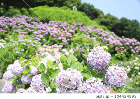 形原温泉 あじさいの里 形原温泉 あじさいの里 104424995