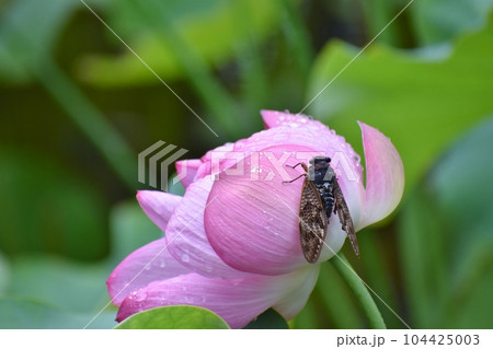 雨上がりの蓮の花にアブラゼミが鳴く 104425003