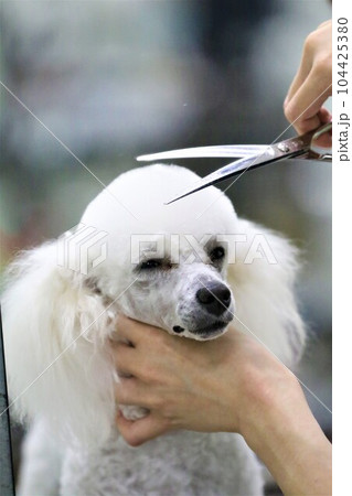 可愛くトリミング中の白いトイプードルのベイリーくん♡ 104425380