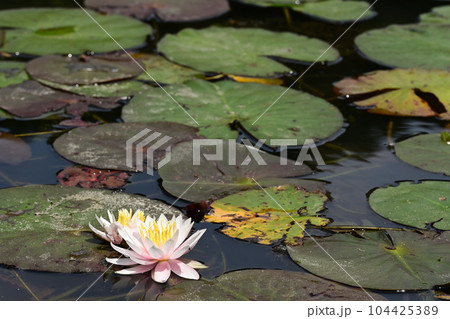 静かな池に咲く睡蓮の花 静かな池に咲く睡蓮の花 104425389