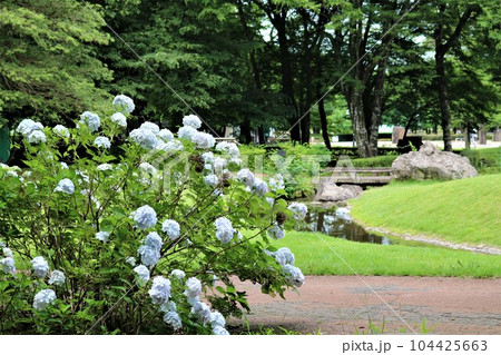 梅雨時の散策　風情ある紫陽花の花　穏やかな風景 104425663