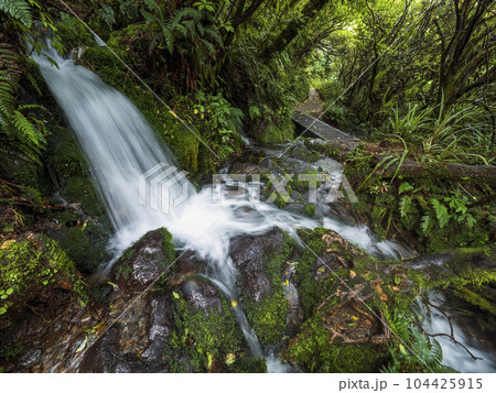 New Zealand, Taranaki, Egmont National Park, Waterfall in forest 104425915