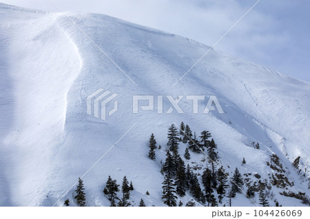 USA, Idaho, Hailey, Fir trees growing on ski slope 104426069