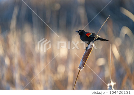 USA, Idaho, Bellevue, Red winged blackbird perching on cattail 104426151