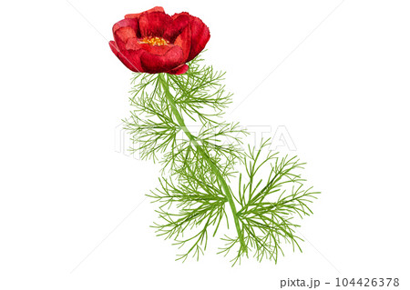 watercolor illustration red thin-leaved peonies on a white background 104426378