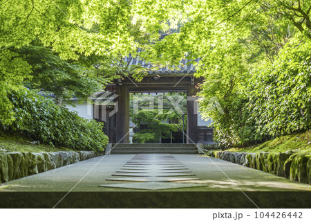 南禅寺塔頭　最勝院高徳庵　新緑に包まれた参道 104426442