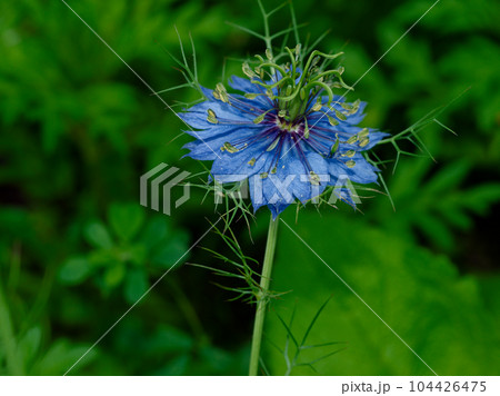 園芸種　キンポウゲ科ニゲラの青い花 104426475