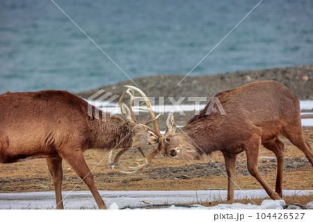 北海道　野付半島　エゾシカの決闘 104426527