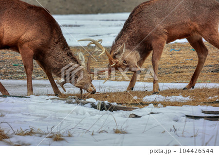 北海道　野付半島　エゾシカの決闘 104426544