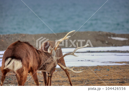 北海道　野付半島　エゾシカの決闘 104426556