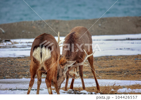 北海道 野付半島 エゾシカの決闘 北海道 野付半島 エゾシカの決闘 104426557